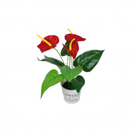GHIVECI PLASTIC CU FLORI ANTHURIUM 407-10 (10/120)