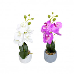 GHIVECI PLASTIC CU ORHIDEE 20168 (12/72)