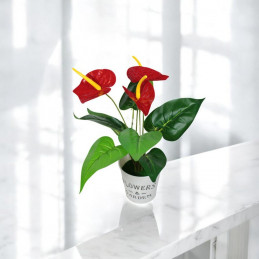 GHIVECI PLASTIC CU FLORI ANTHURIUM 407-10 (10/120)